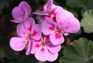 紫罗兰的介绍-紫罗兰对家居环境的影响（紫罗兰的独特）