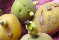 土豆长芽后真的有毒 谨防土豆变青发芽后龙葵素中毒（土豆发芽为什么产生龙葵素）