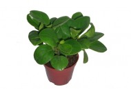 碧玉花的风水学应用-碧玉花的养殖方法（碧玉花的风水含义）