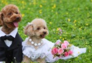 狗狗疫苗与驱虫的方法和时间（狗狗疫苗与驱虫的方法和时间间隔）