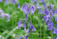 风信子是什么？风信子对家居环境的影响（风信子意味着什么）