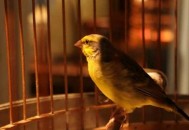 家里养鸟可以促进身心健康（家里养鸟可以促进身心健康吗）