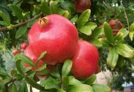 石榴浑身是宝 石榴籽的多酚能防止皱纹形成（石榴多酚是什么）