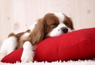 养狗前你需要做好这些准备（养狗前你需要做好这些准备英语）