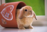 公主兔怎么养？公主兔的饲养方法（公主兔怎么养?公主兔的饲养方法视频）