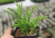 若绿的养殖方法-若绿是什么？（若绿的养殖方法和注意事项）