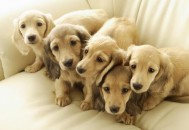 狗狗驱虫策略你都了解吗（狗狗驱虫方案）