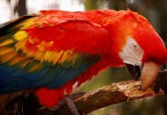红肩金刚鹦鹉的价格 红肩金刚鹦鹉的饲养方法