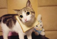 性格太好强容易患高血压？（性格太好强怎么办）