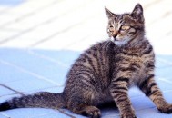 狸花猫多少钱一只？狸花猫的简介（狸花猫价格在多少钱一只）