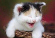 猫咪走丢了？教你找回走失的猫咪（猫咪走丢了?教你找回走失的猫咪视频）