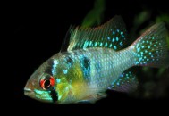 短鲷荷兰凤凰怎么养？短鲷荷兰凤凰饲养环境（怀孕38周多走动会生快些吗）