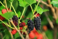 桑葚的功效与作用 桑葚可使皮肤白嫩（桑葚的功效与作用点）