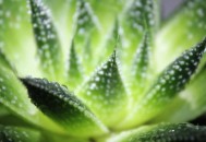 有关芦荟的功效大全 芦荟竟然可以直接敷脸直接吃（芦荟的功效与作用可以去擦脸）