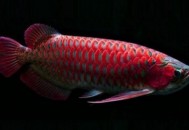 非洲龙鱼怎么养？非洲龙鱼的饲养环境（非洲龙鱼图片）