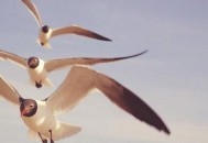 你的心理资本就是你的职场竞争力（你的心理资本就是你的职场竞争力吗）