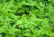 绿色植物吸收或降解土壤、地下水或大气中污染物（绿色植物吸收什么释放什么）