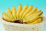 吃香蕉的好处和禁忌 营养虽多也不宜过量食用（吃香蕉的好处和禁忌 营养虽多也不宜过量食用吗）