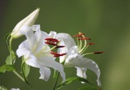 百合花的象征意义-百合花的养殖技巧(百合花的象征意义?) 百合花的象征意义-百合花的养殖技巧(百合花的象征意义?)