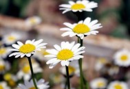 雏菊怎么养护？雏菊有什么作用？（雏菊怎么养护?雏菊有什么作用呢）