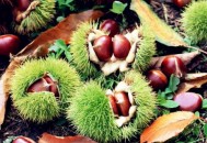 板栗和什么不能一起吃（板栗和什么不能一起吃 吃板栗的禁忌事项）