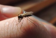 比较容易招蚊子的人群揭秘 居家防蚊用五招（易招蚊虫）