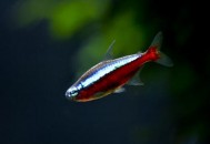 宝莲灯鱼的饲养环境-宝莲灯鱼如何繁殖？（宝莲灯鱼养殖与繁殖方法）