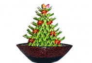 开运竹怎么养？开运竹养殖常见问题（开运竹怎么养的好）