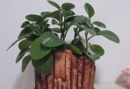 豆瓣绿的养殖方法-豆瓣绿是什么？（豆瓣绿的养殖方法和注意事项有哪些）