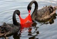 塑料袋对环境的危害有哪些？塑料袋的毒性（塑料袋对环境造成的危害）