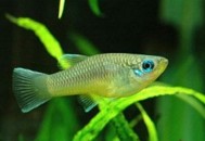 非洲蓝灯眼怎么养？非洲蓝灯眼饲养环境（非洲蓝染）