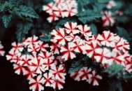 用花卉点缀你的家 让家里更温馨（用花卉点缀你的家 让家里更温馨作文）