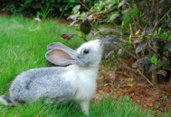 青紫蓝兔怎么养？青紫蓝兔养殖方法（青紫蓝兔好养吗）