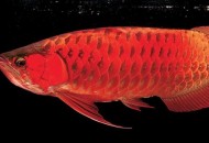 非洲黑龙怎么养？非洲黑龙的饲养环境（非洲黑龙好养吗）