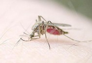 蚊虫叮咬后红肿瘙痒 缓解瘙痒症状小妙招（蚊虫叮咬后红肿痒怎么办）