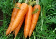 胡萝卜炒着吃有营养吗？（胡萝卜炒着吃有营养吗）