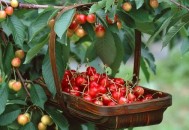 五月吃这些水果帮你抗衰老（五月吃这些水果帮你抗衰老英语）