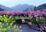 春季踏青要注意什么事项（春季踏青要注意什么事项呢）