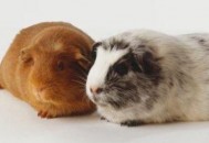 秘鲁缎毛天竺鼠怎么养？秘鲁缎毛天竺鼠生活环境（如何照顾胃痛的人）