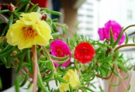 半支莲对家居环境的影响-半支莲的风水学应用（半支莲有什么作用?）