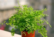 铁线蕨对家居环境的影响-铁线蕨的介绍（铁线蕨有毒吗?铁线蕨能放在室内养吗?）