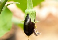 茄子的烹饪方法有哪些（茄子的烹饪方法有哪些图片）