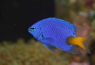 帝王蓝鱼的价值-帝王蓝鱼饲养环境（蓝色帝王鱼）