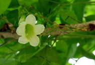 绿宝的养殖方法及注意事项-绿宝是什么？（绿宝的养殖方法和注意事项有哪些）