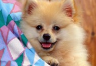 这样抚摸狗狗增加你们的信任（怎样摸狗）