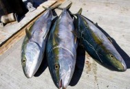 3类食物可致胎儿畸形 孕妇慎食！（3类食物可致胎儿畸形 孕妇慎食吗）