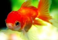 养好金鱼的小诀窍（养好金鱼的小诀窍是什么）